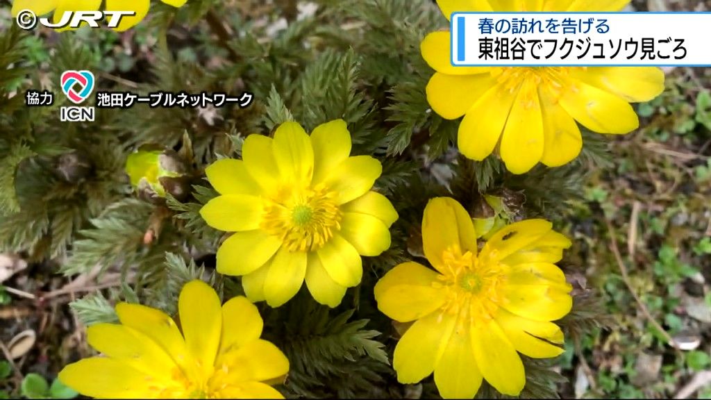 春の訪れを告げる　黄色の可憐な花が特徴のフクジュソウが三好市東祖谷で見ごろ【徳島】