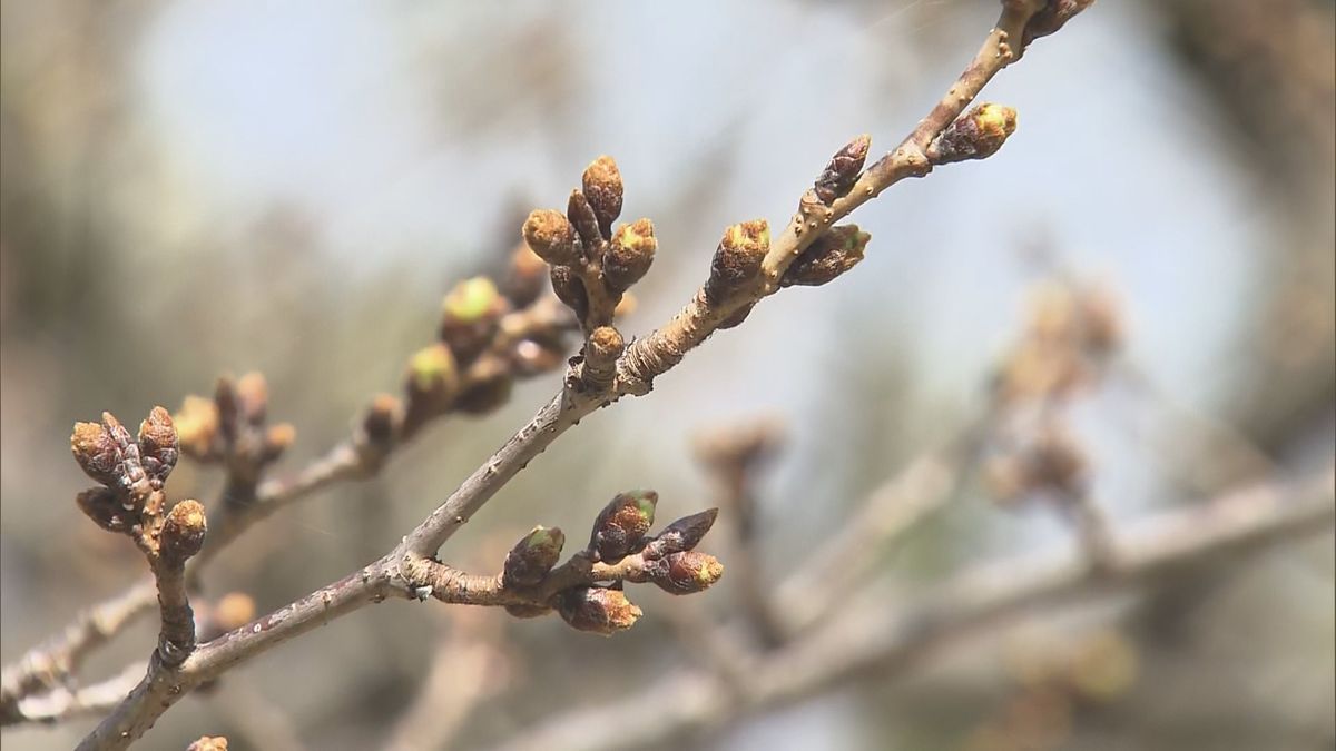 【最新】ソメイヨシノの開花予想日は23日に　これまでは20日の予想→寒の戻りで先延ばしに　福岡