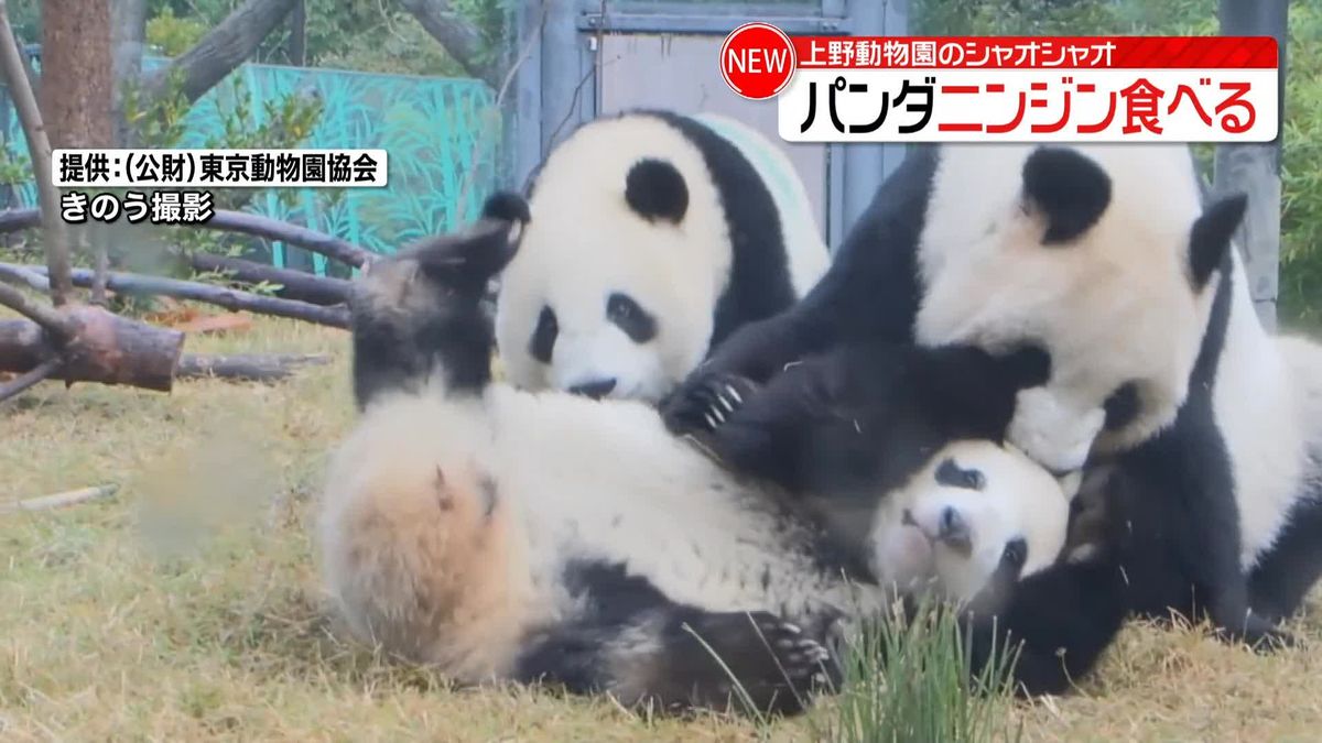 上野動物園の双子パンダ・シャオシャオ ニンジン食べる
