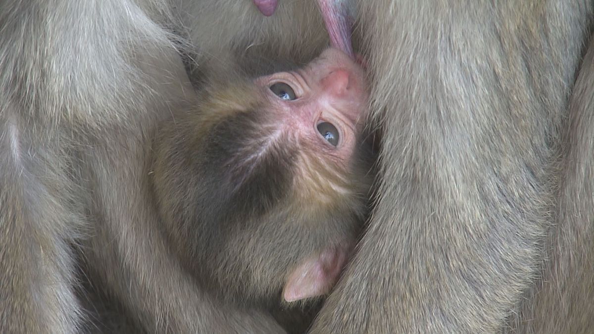 【回顧おおいた　話題・動物】流しそうめんギネス達成・高崎山の赤ちゃんザル「ペッパーミル」　大分