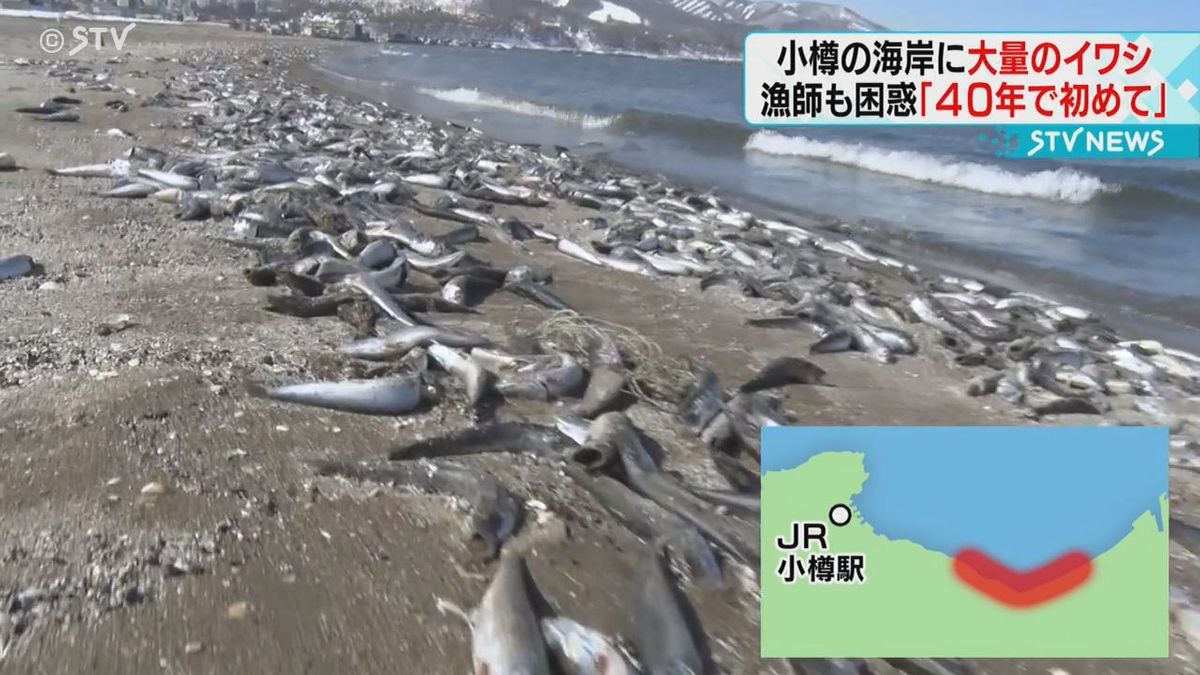 海岸線に大量のイワシ　今月２０日頃から漂着　「４０年漁師やっていて初めて」北海道小樽市
