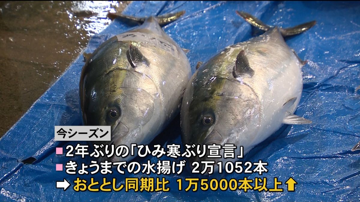 今年最後の競りに「ひみ寒ぶり」９００本