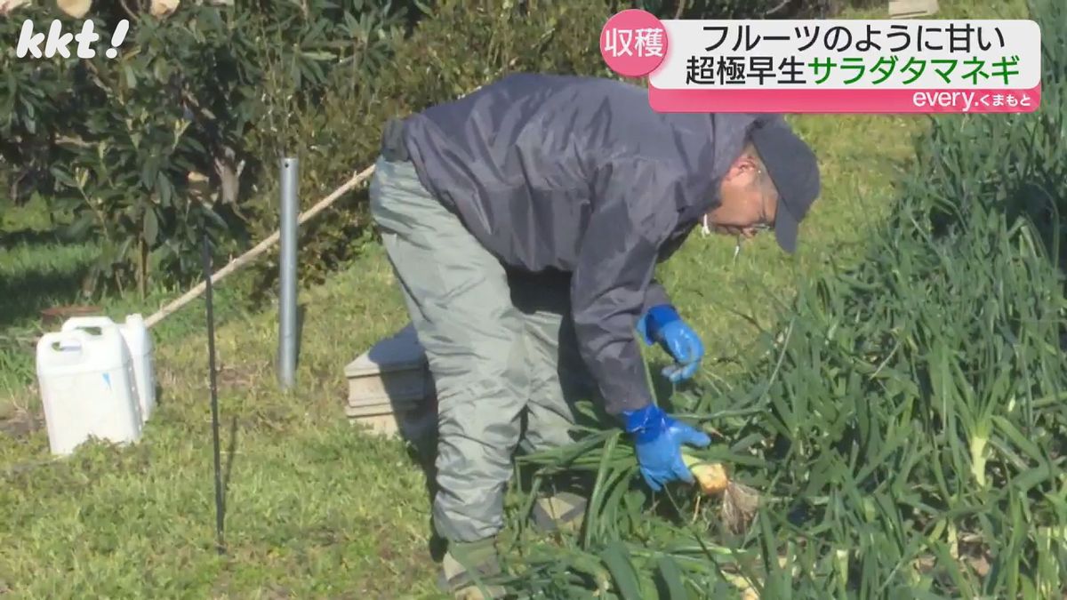 サラダタマネギ収穫の様子