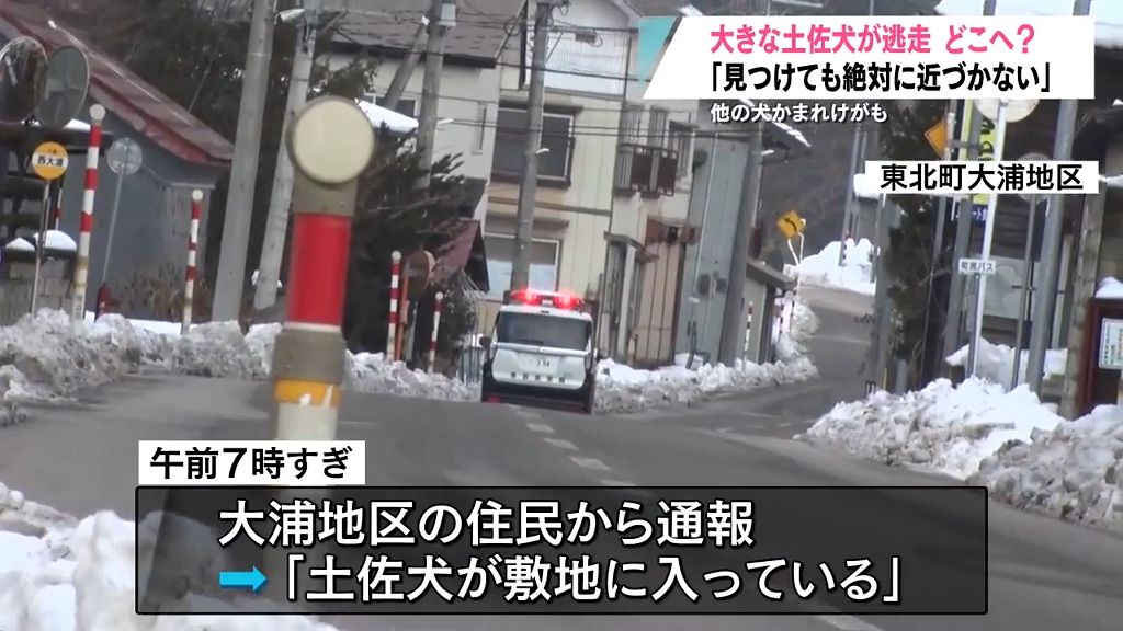 【特徴あり】「なんでこんなところに…」敷地内に突然“土佐犬”　飼い犬に噛みつく被害もあり町が注意呼びかけ　現在も捜索中　青森県東北町