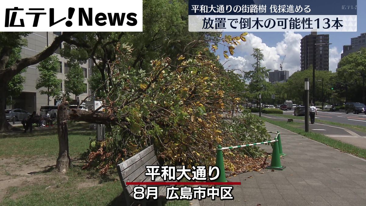 平和大通りの街路樹１３本に倒木の可能性　伐採作業進める　広島市