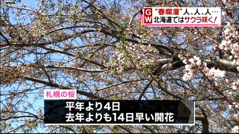 札幌の桜が開花、３～４日後に満開予想