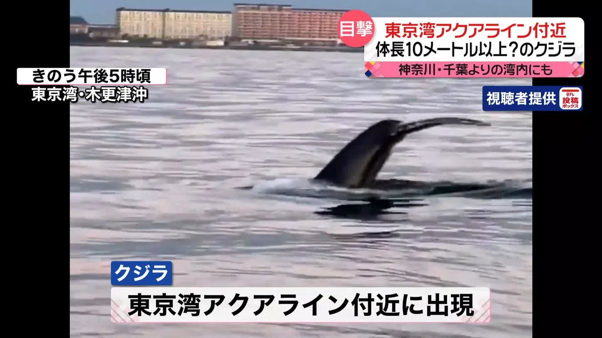 「ザトウクジラ」なぜ東京湾で目撃相次ぐ？　一時“絶滅危惧”も…専門家「ますます増える可能性」