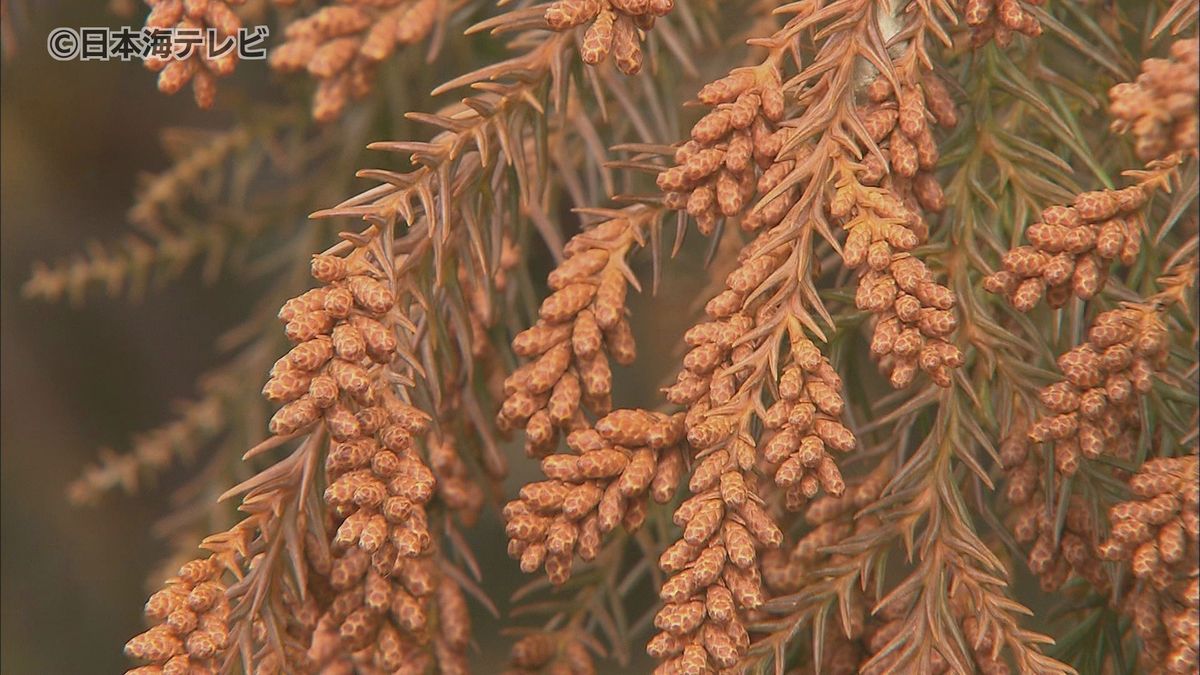 今年も「花粉」の季節が…　今年は3～4倍の飛散量に　本格的な花粉シーズン前に早めの対策と体調管理を呼びかけ