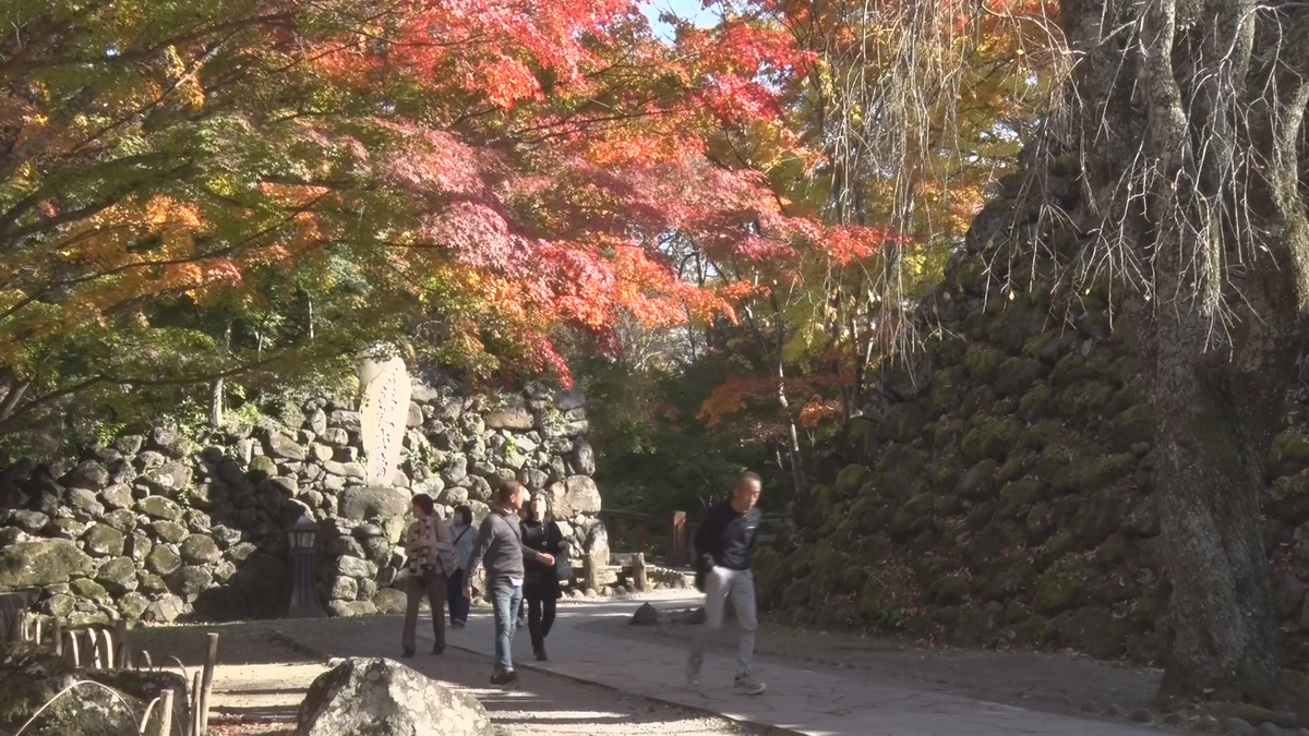 青空に映える真っ赤なモミジ　小諸城址・懐古園の紅葉見頃　10日ほど遅い色づき