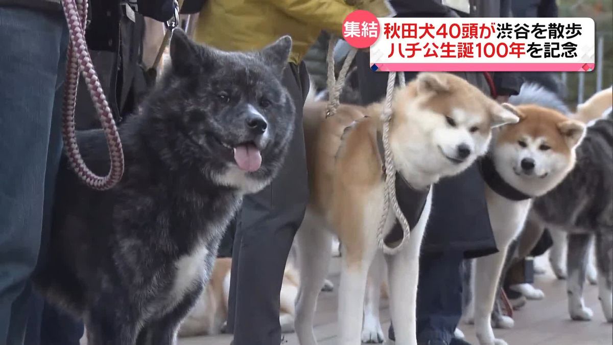 ハチ公生誕100年を記念　秋田犬40頭が渋谷でお散歩