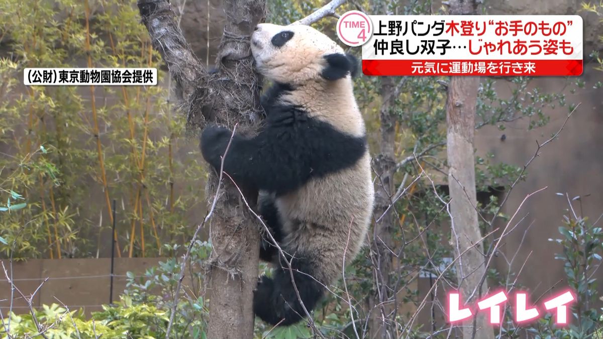 上野パンダ最新映像 仲良し双子、木登り“お手のもの”