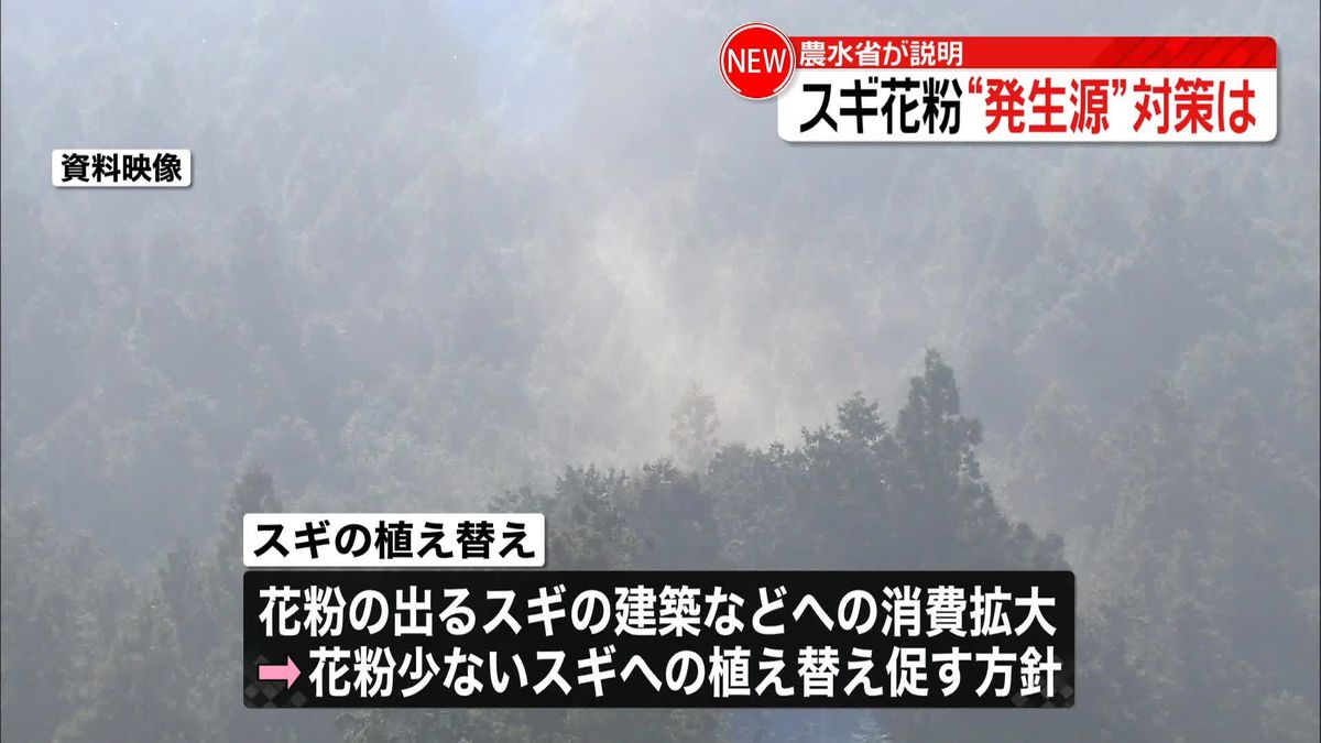 花粉の出ないスギ　森林所有者などに理解促す考え　農水省