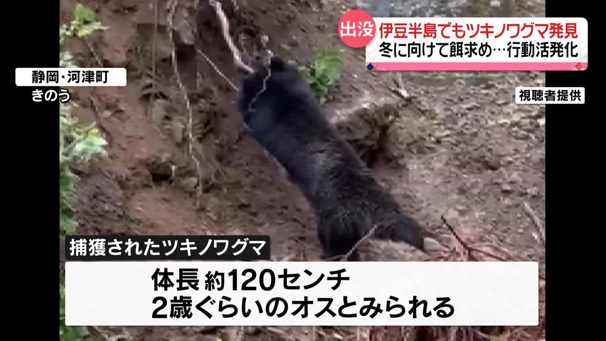 伊豆半島でツキノワグマ発見　100年ほど前にいなくなったと…　元の山へ放す