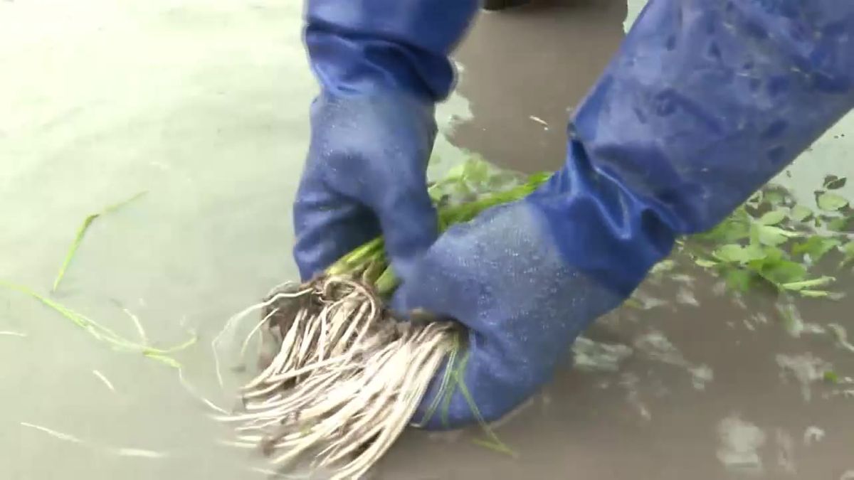 きりたんぽ鍋に欠かせない冬の味覚　湯沢市の特産・三関セリの収穫が本格化