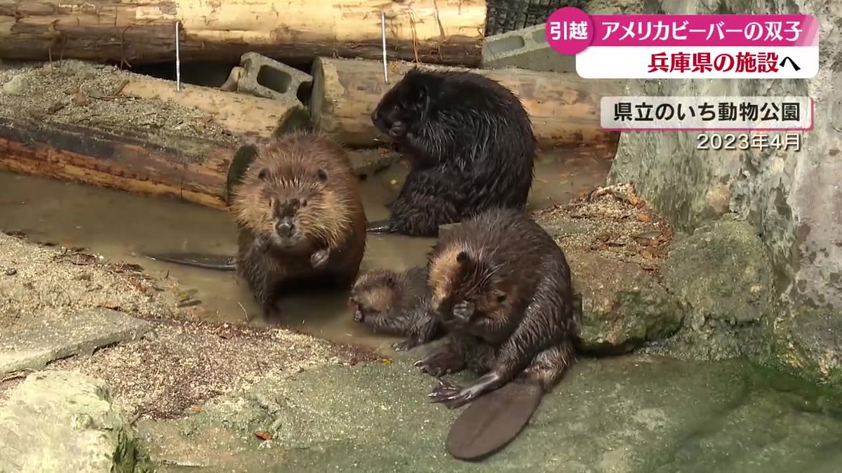 のいち動物公園で誕生した双子のアメリカビーバー 兵庫県の水族館などにお引越し【高知】