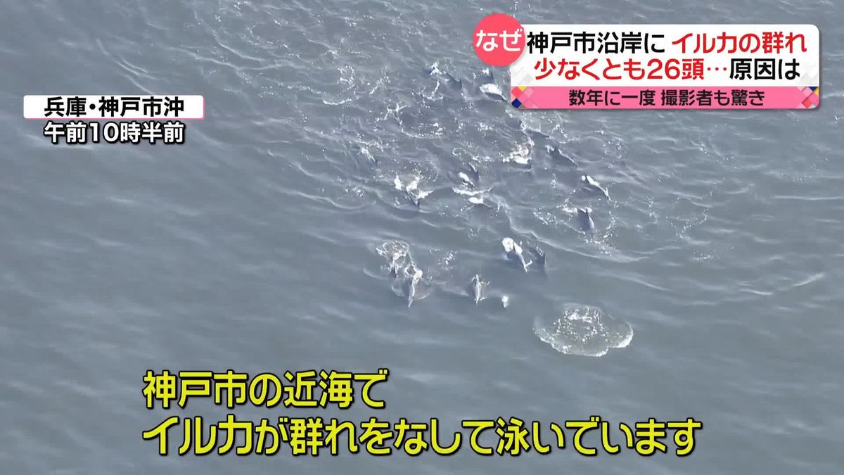 神戸市沿岸にイルカの群れ　少なくとも26頭　大阪湾で“数年に一度”は…