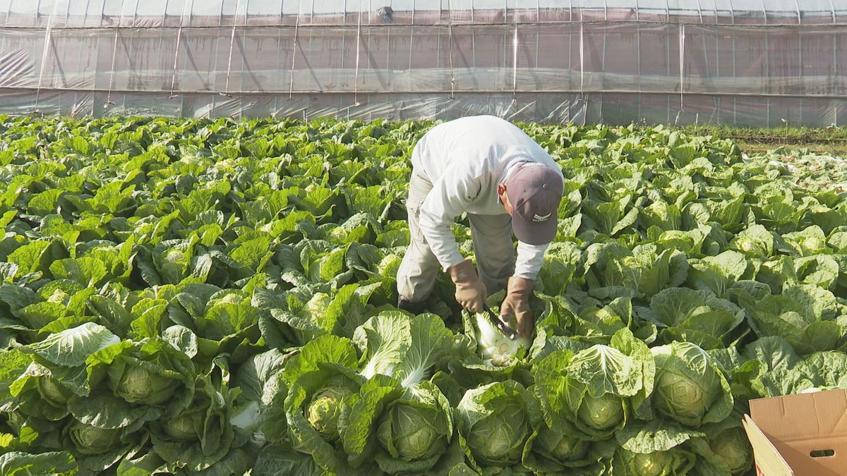 鍋料理に欠かせません！大洲市で「ハクサイ」の収穫進む【愛媛】