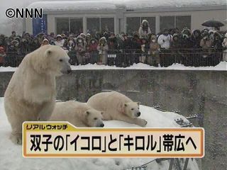 ホッキョクグマ・ピリカが里帰り　札幌市