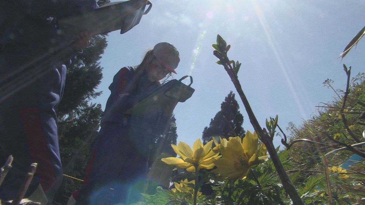 鮮やかな黄色　絶滅のおそれのあるミチノクフクジュソウ　地元児童の保護活動で花数を増やす　勝山市