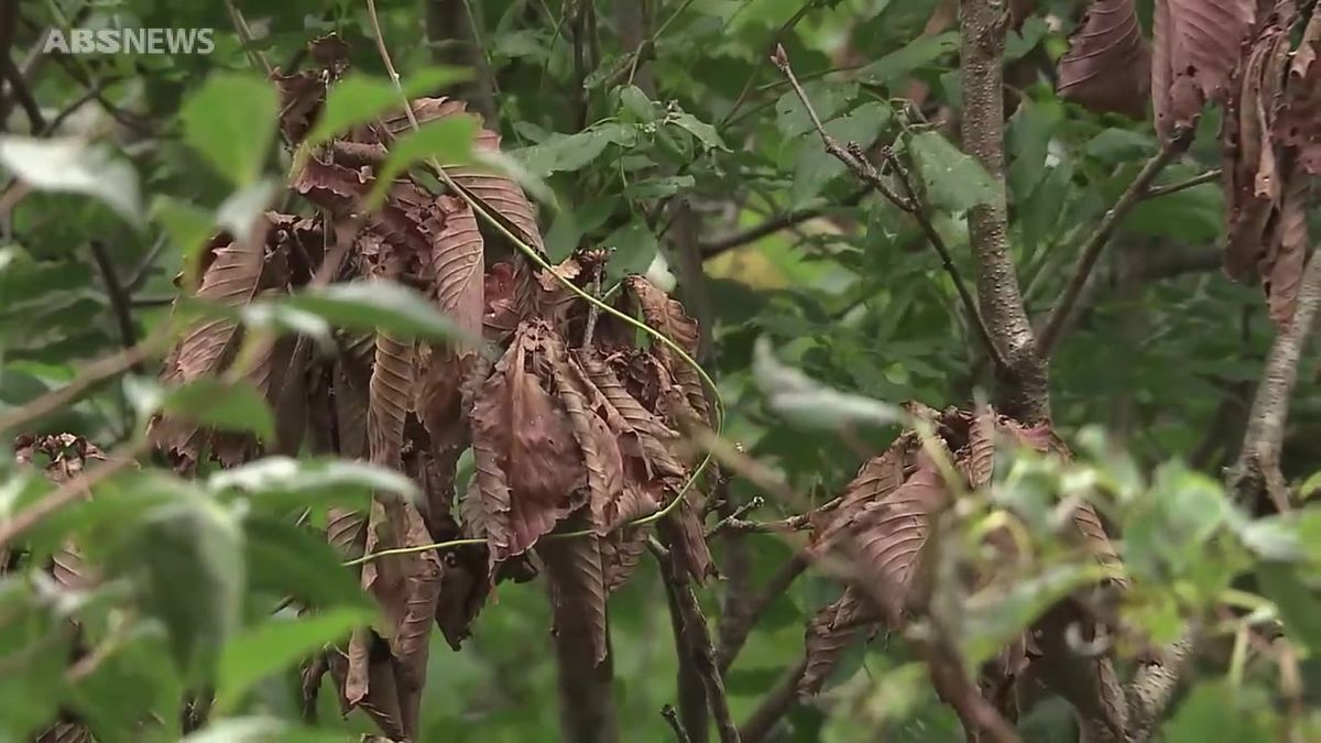 松食い虫被害 ３年連続増加 夏の猛暑が要因か