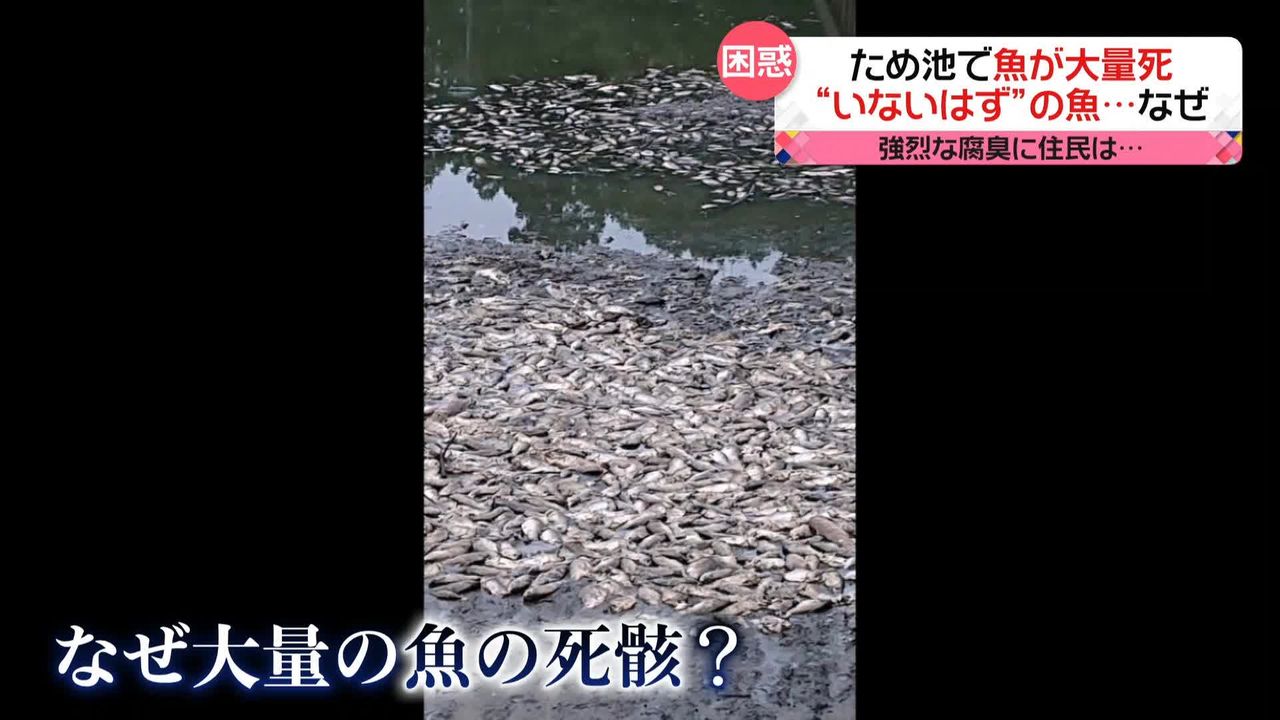 ため池で魚が大量死…強烈な異臭　いないはずの魚がナゼ？　“釣り禁止”も…　茨城・小美玉市