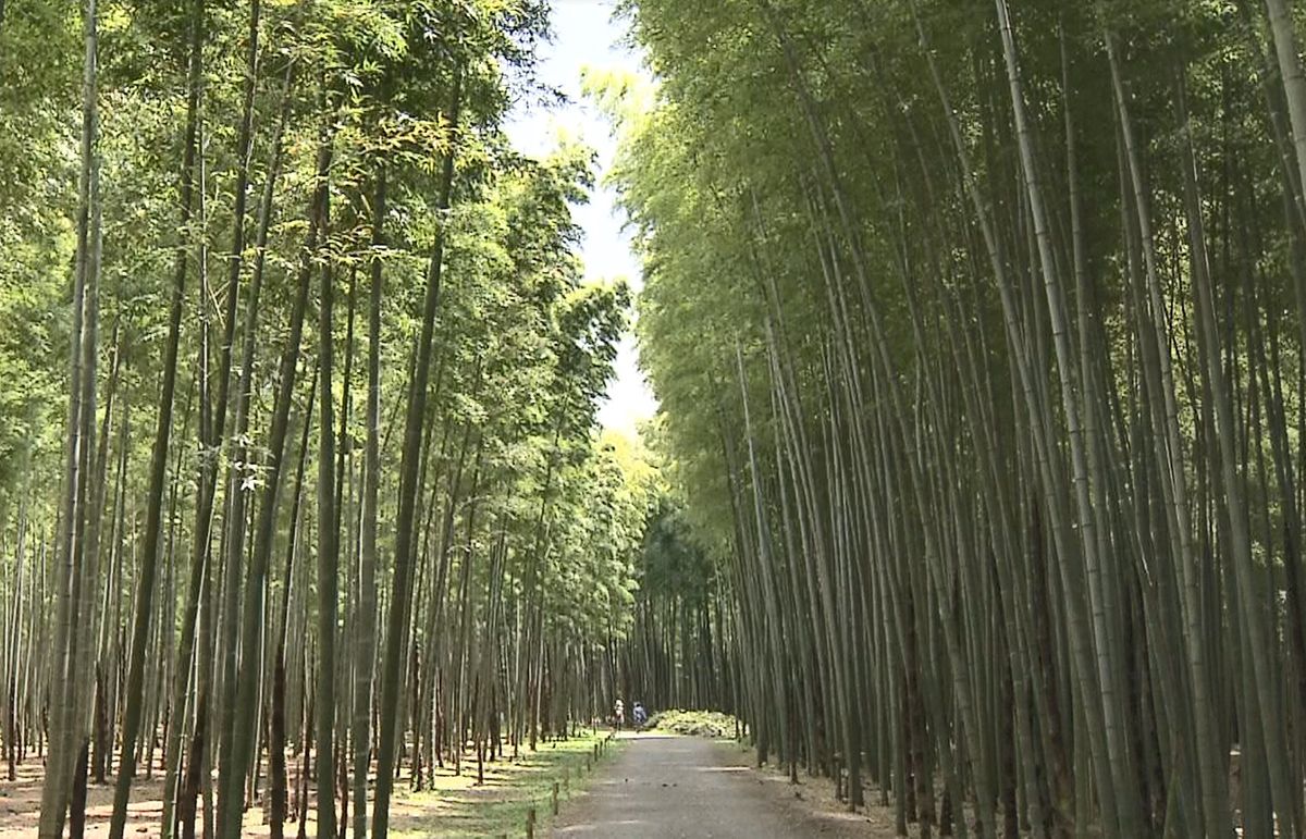 広大で幻想的な竹林