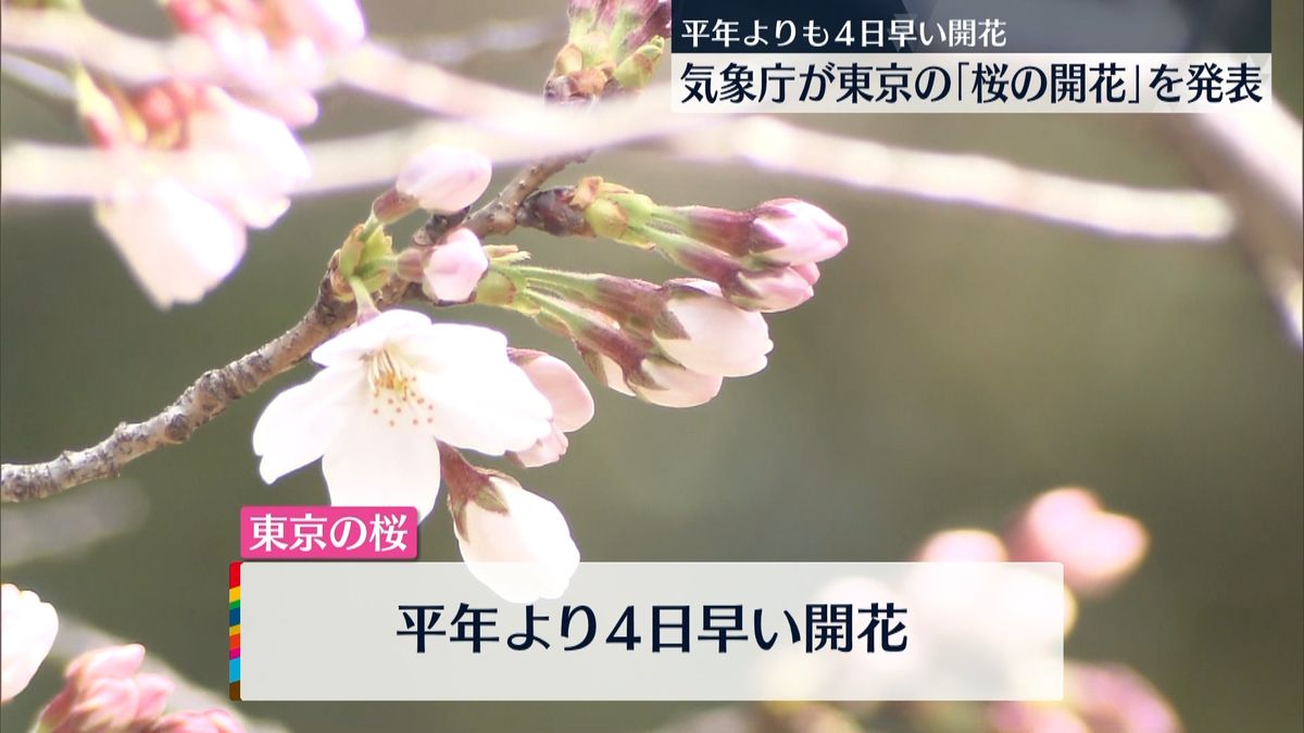 東京「桜の開花」発表　平年より4日早く