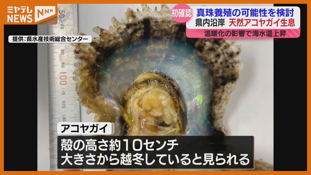 宮城で天然アコヤガイ初確認「まさかいるとは思っていなかった」真珠養殖の可能性検討へ