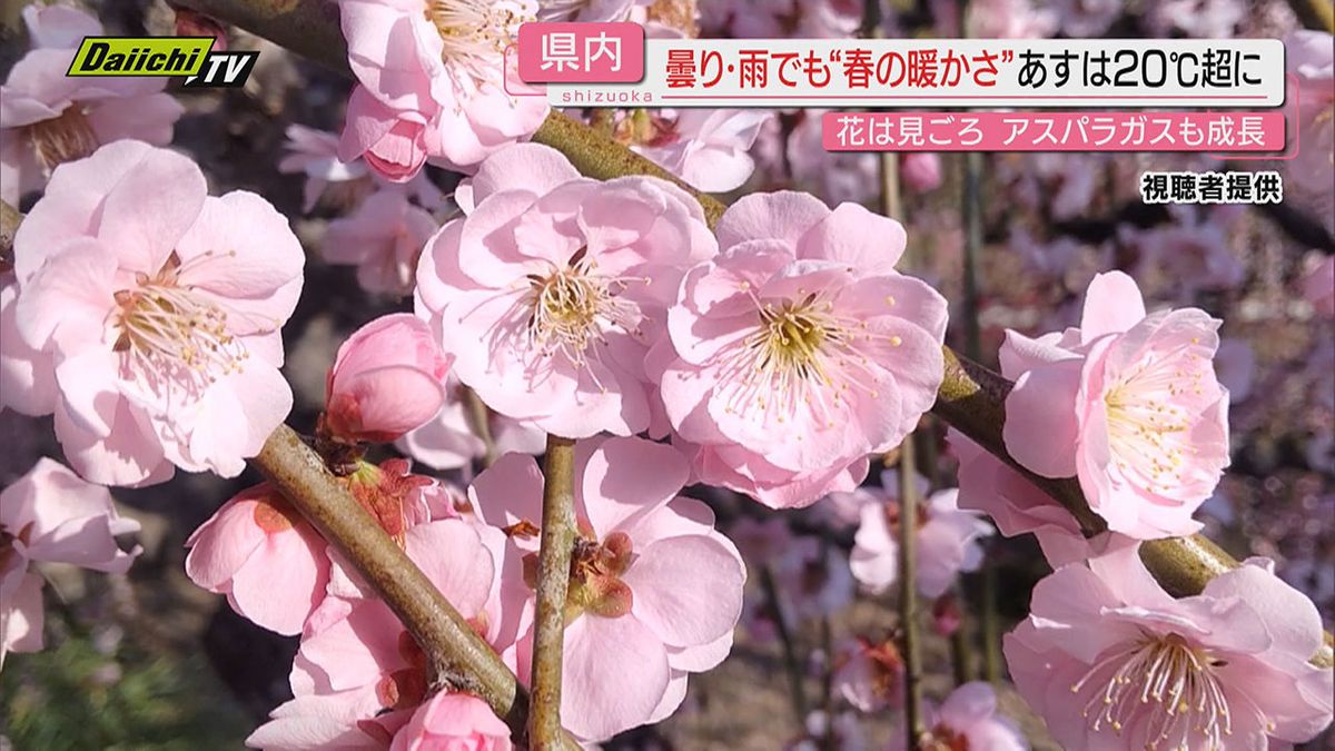 【4月並み陽気】県内広範囲で雨や曇天となるも暖湿空気の影響で…気温は井川除く全観測地点で10度超(静岡)