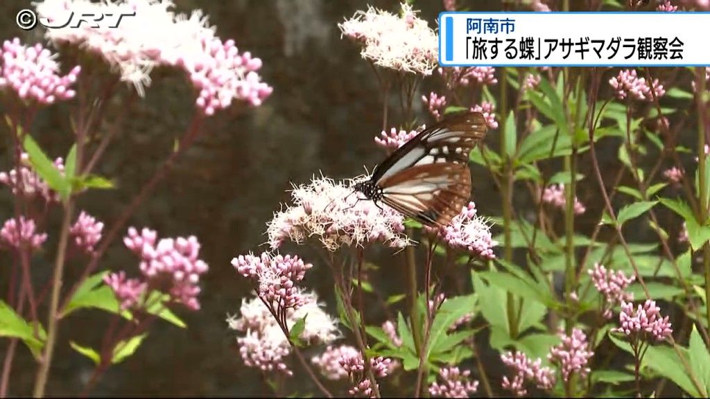 「旅するチョウ」アサギマダラの観察会　阿南市で家族連れらが生態を学びマーキング体験【徳島】