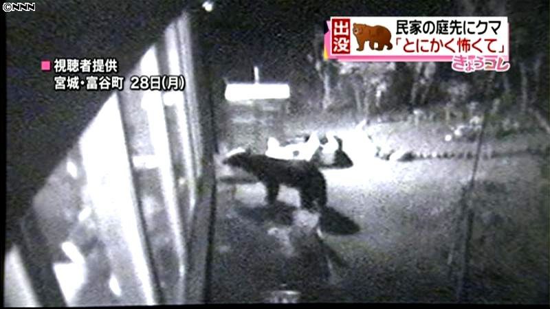 住宅の庭に熊が出現…防犯カメラが捉える