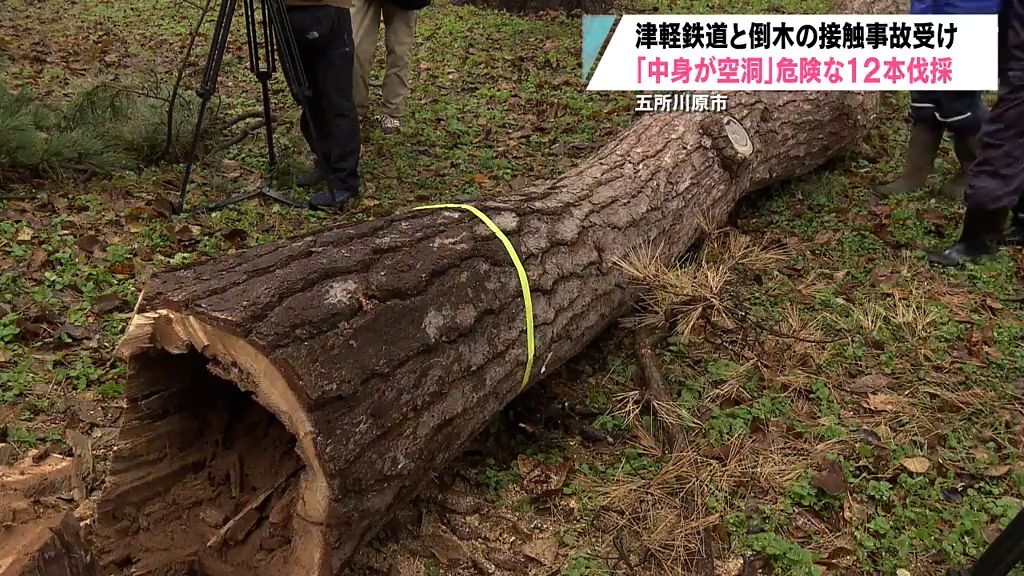 津軽鉄道と接触事故も　芦野公園の「危険な木」を伐採　青森県五所川原市