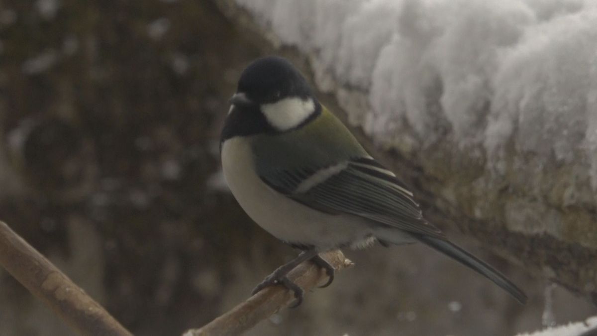 愛らしい野鳥にうっとり　エサ食べるようすを間近で　大野市「冬の野鳥レストラン」