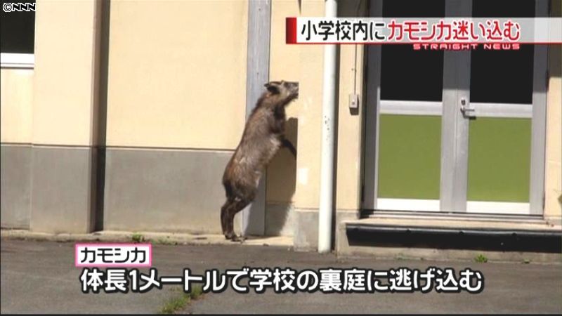 小学校校舎内にカモシカ侵入　長野・飯綱町