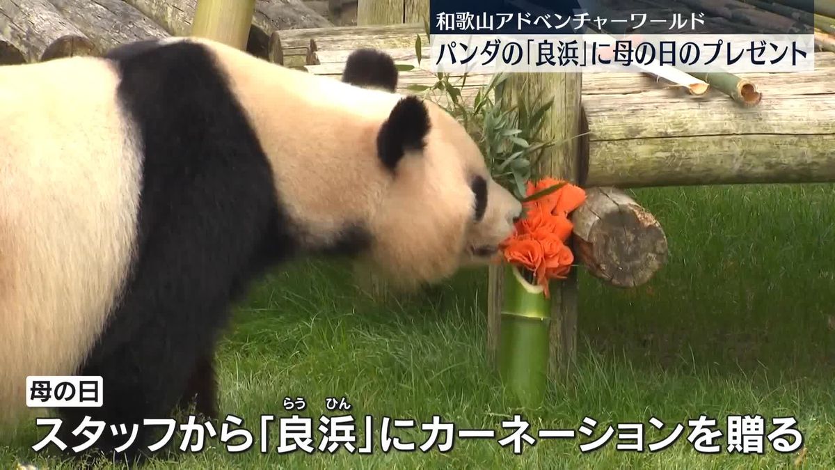 お母さんパンダ「良浜」に母の日のプレゼント　和歌山・白浜町