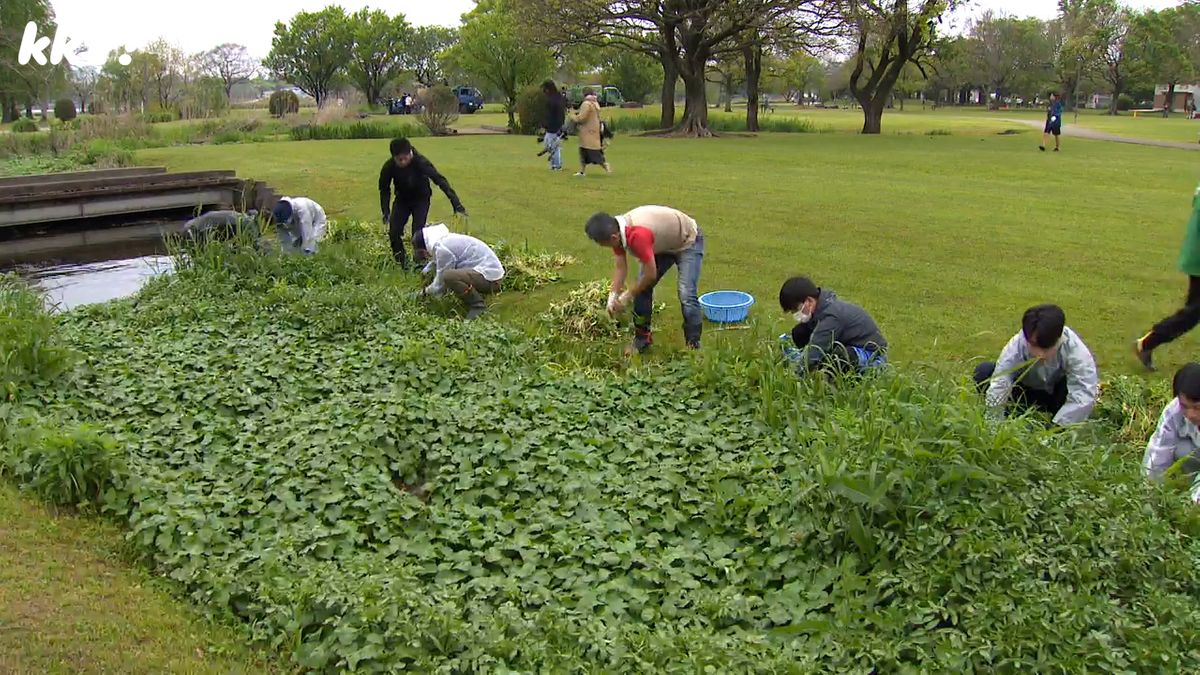 清掃車8台分の外来種水草を除去 熊本市の下江津湖