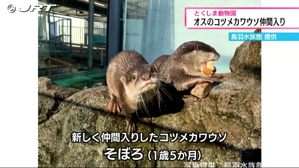 オスのコツメカワウソ（1歳5か月）「とくしま動物園」に新たに仲間入り【徳島】