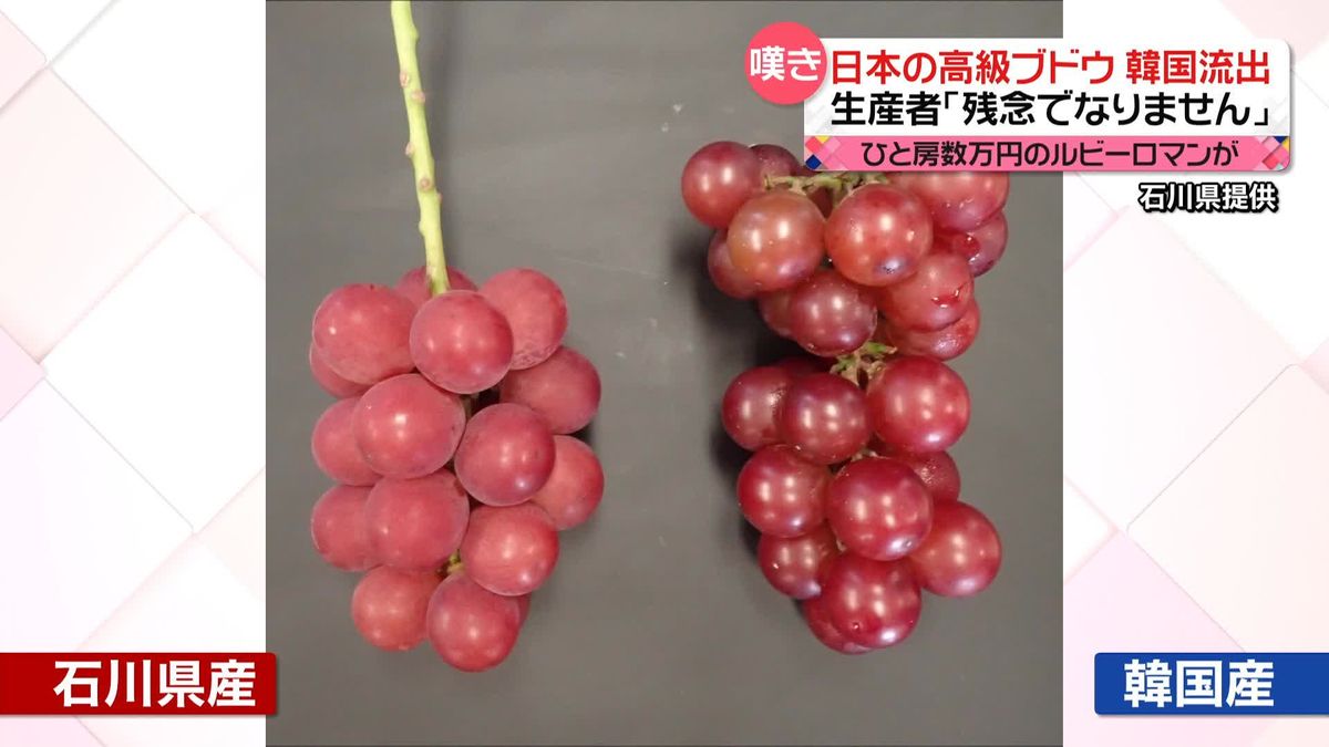 ひと房数万円　日本の高級ブドウ「ルビーロマン」が韓国に流出