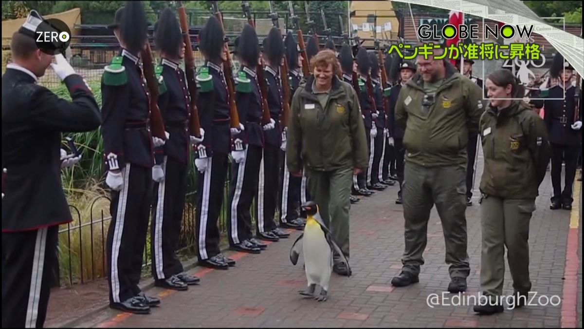 准将に昇格…勲章のペンギン、英の動物園に