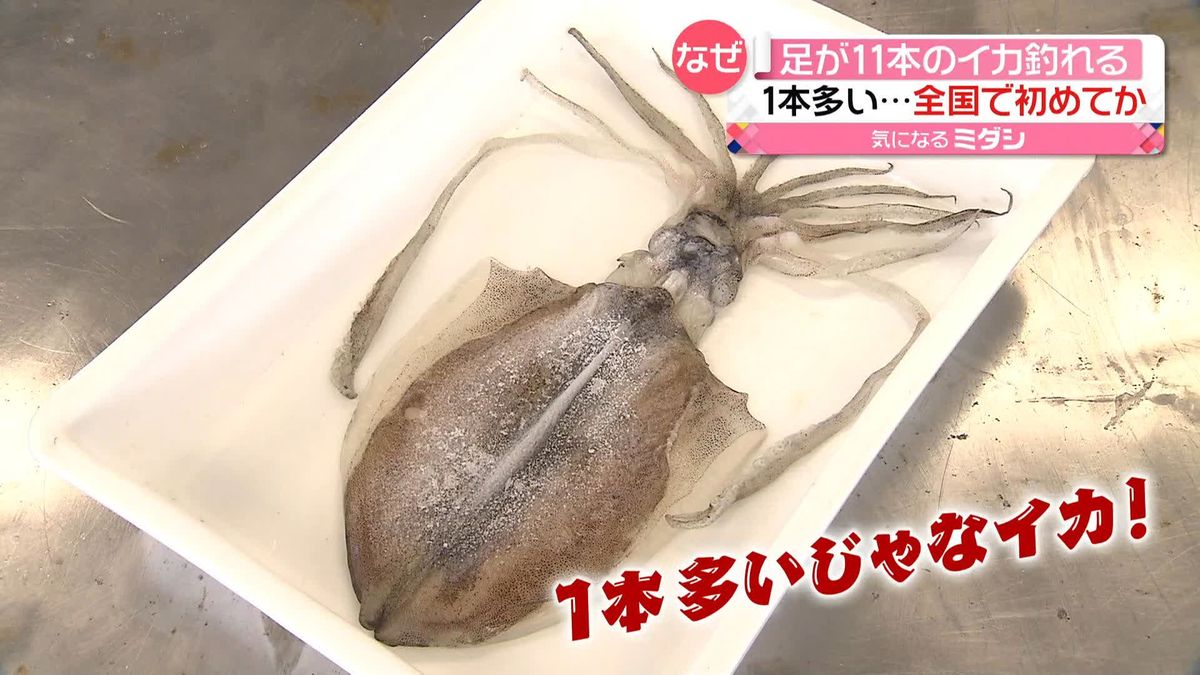 1本多い！足が“11本”のアオリイカ釣り上げられる　標本にして博物館に　島根・松江市