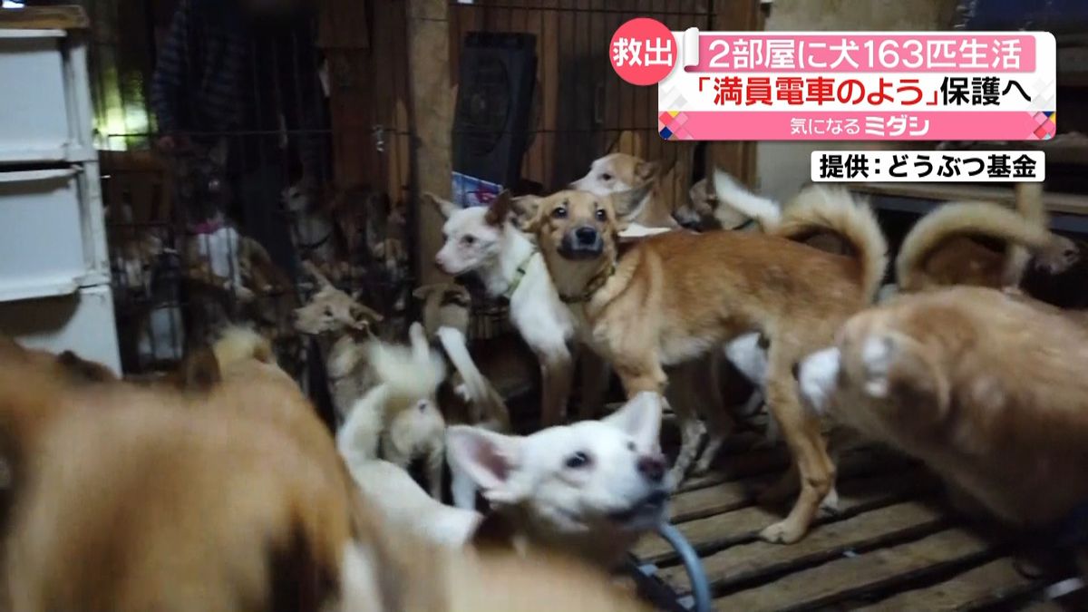 ２部屋に犬１６３匹生活“満員電車”保護へ