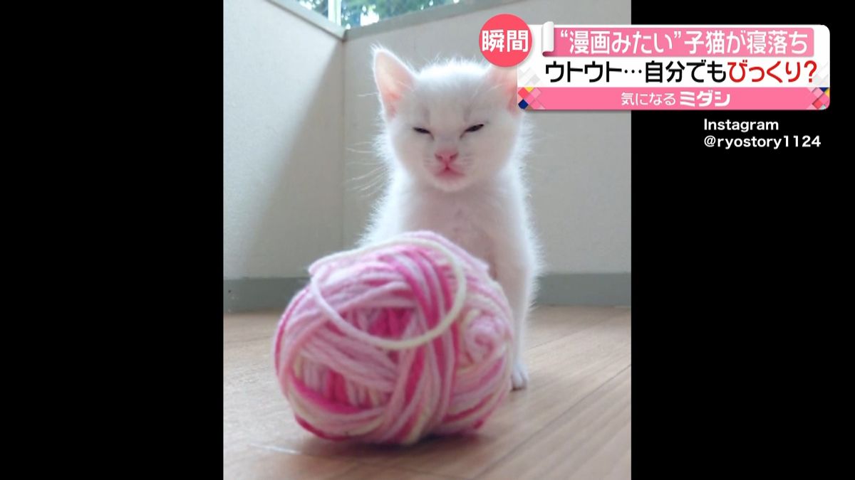 ウトウト…コテン！遊び疲れて子猫が寝落ち