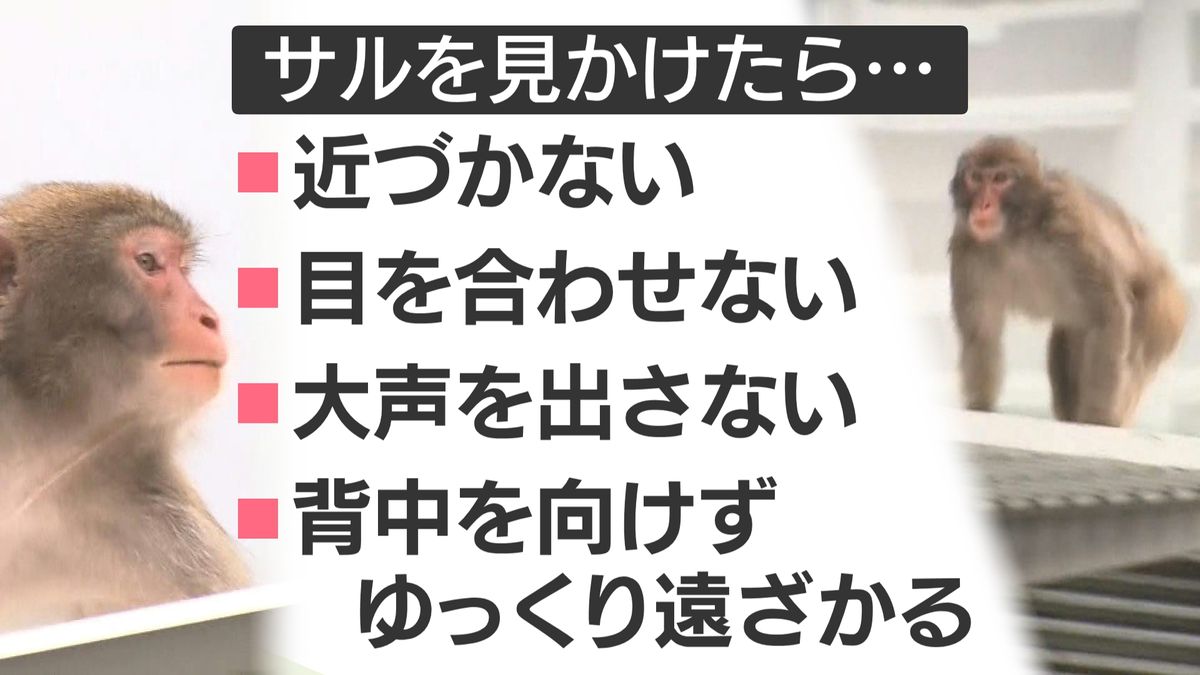 サルを見かけたときの注意点