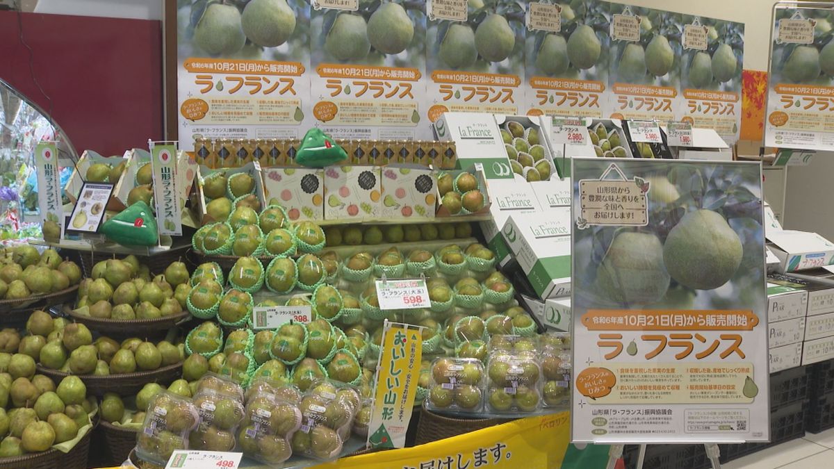 山形県産ラ・フランス販売開始　生育は順調で大玉傾向　基準日はこれまでで最も早く