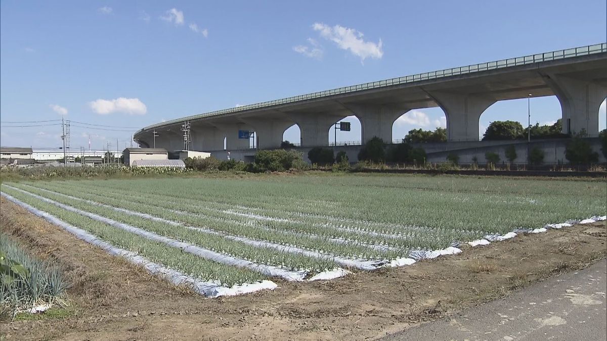 新たに被害に遭ったねぎ畑（八幡市）