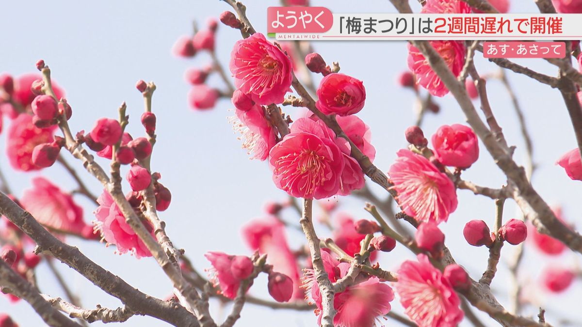 【注意】3連休は厳しい冷え込み　23日午後から福岡の山地で大雪の恐れ　舞鶴公園の「梅まつり」は2週間遅れで土日に開催へ