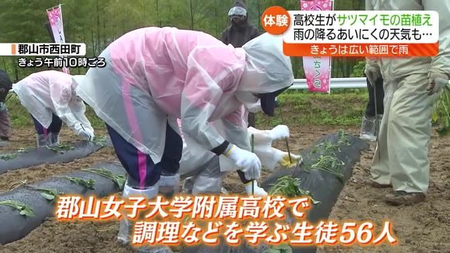 【やや肌寒い中、高校生たちがさつまいもの苗植え】秋に収穫し調理実習で使用「美味しく調理できるか楽しみです」【福島県】