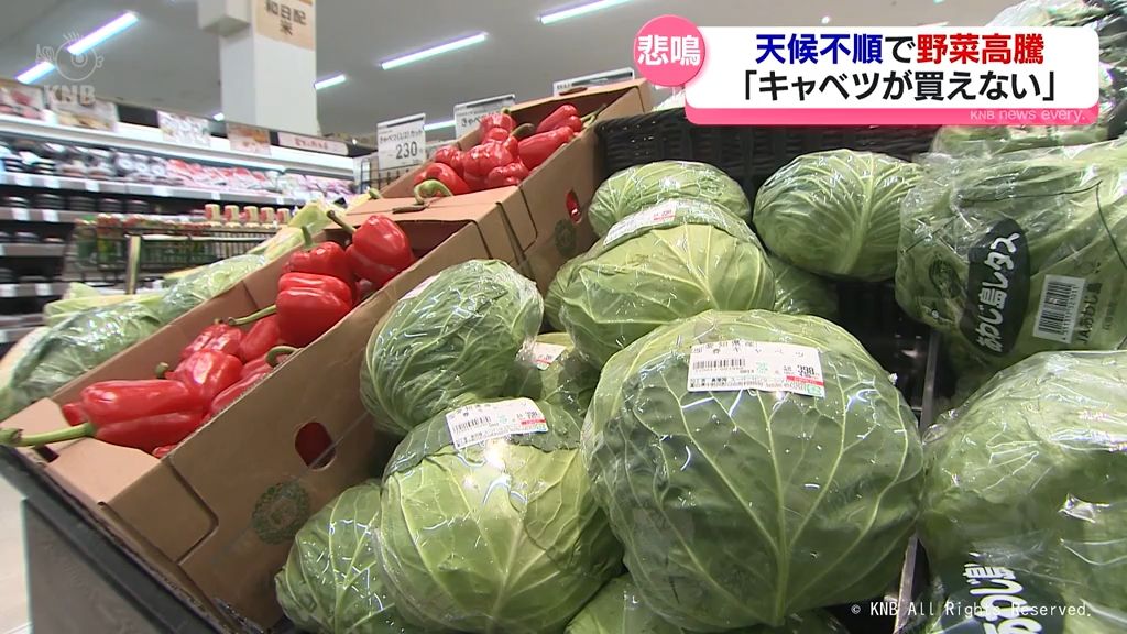 【高騰】キャベツなど野菜の価格　飲食店やスーパーで「困った」