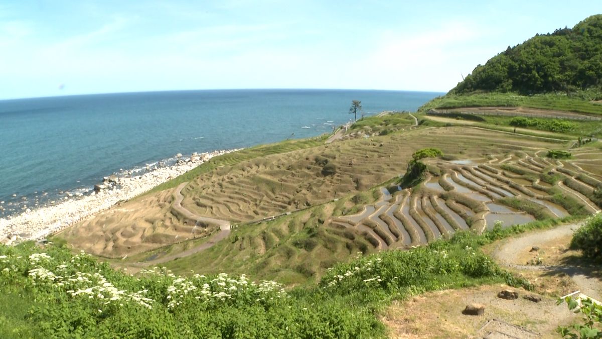 守り継ぐ　およそ8割の田んぼが被害を受けた 輪島市の「白米千枚田」で田植え