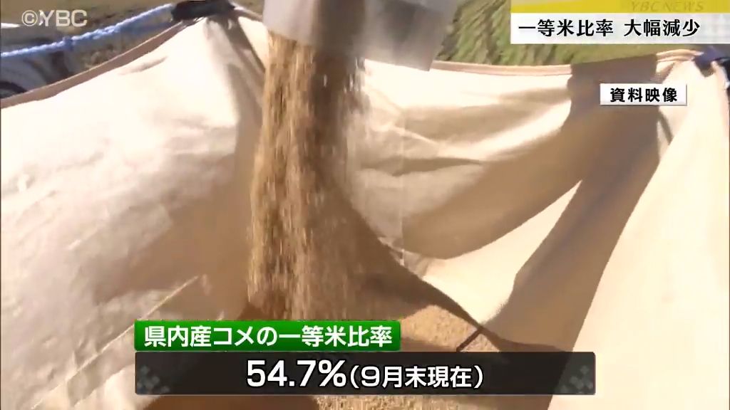 山形県産一等米比率　大幅減少　「ここまで低い数字は記憶にない」　　